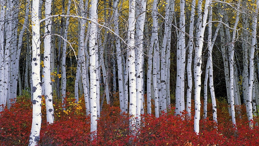 Birch Trees Autumn, White Birch HD wallpaper