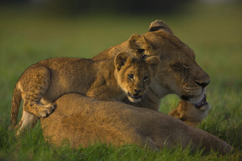 Animals, Young, Muzzle, Lioness, Cubs, Lion Cubs HD wallpaper