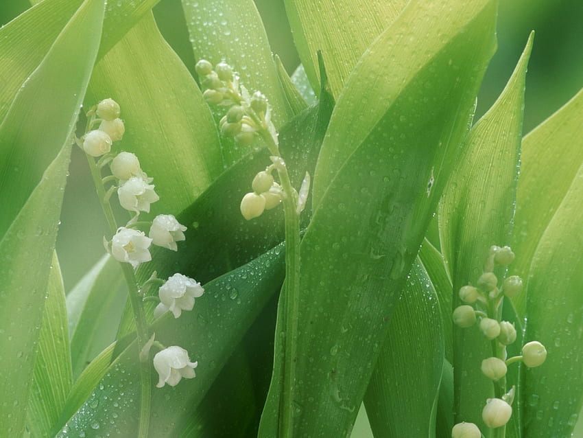 Plants, Flowers, Lily Of The Valley HD wallpaper | Pxfuel
