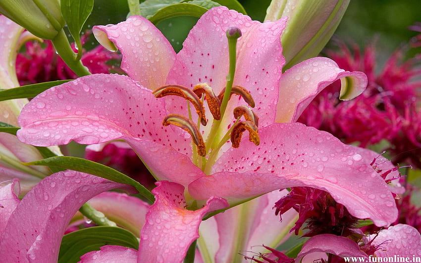 Stargazer Lily HD wallpaper | Pxfuel