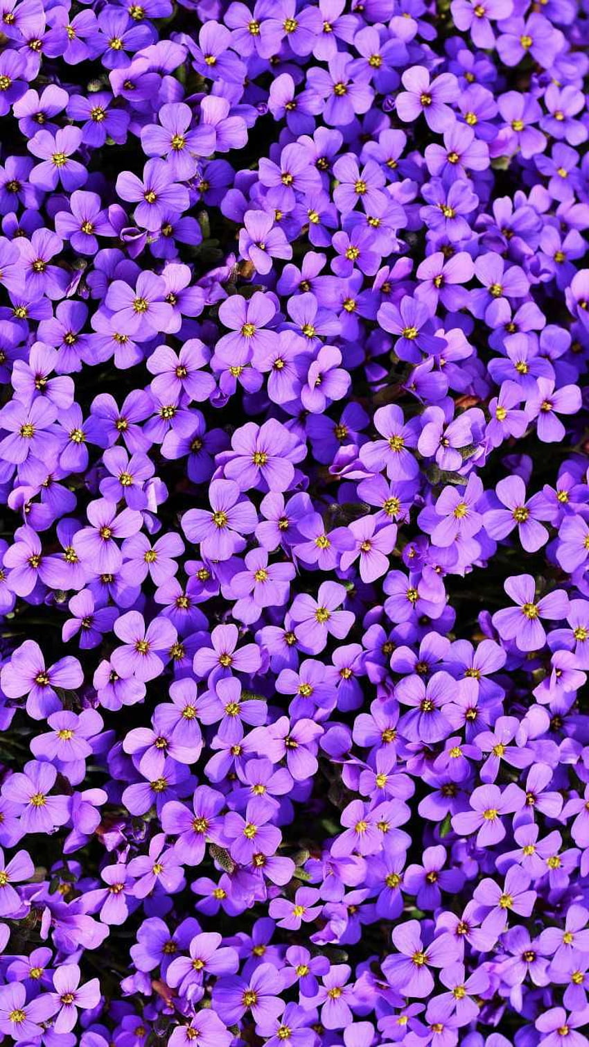 Beautiful, Light Purple Flower HD phone wallpaper | Pxfuel