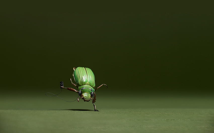 Funny, Music, Insects HD wallpaper