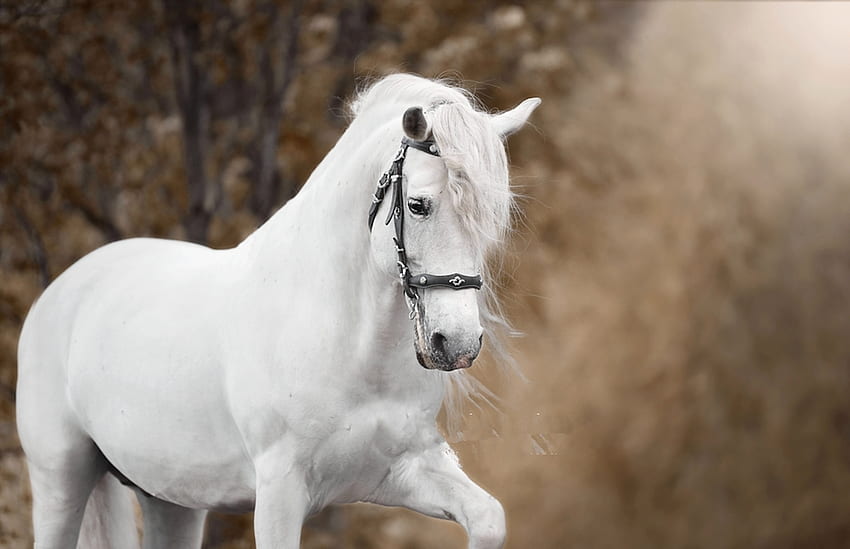 Bello, animale, cavalli, adorabile, bellezza Sfondo HD