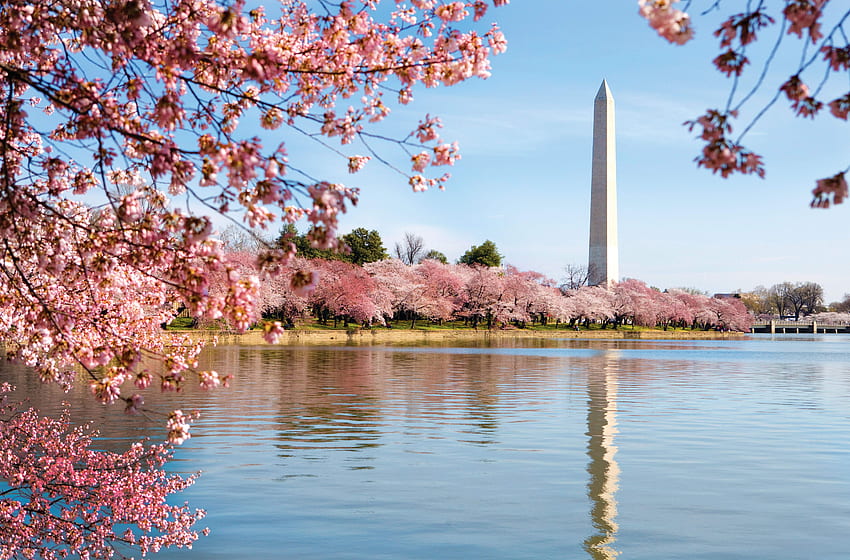UCLA Luskin Mezunları Bölgesel Resepsiyonu - Washington, DC, Washington DC Cherry Blossom HD duvar kağıdı