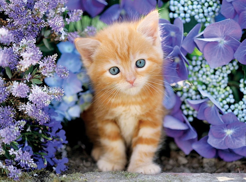새끼 고양이, 파란색, 달콤한, 동물, 귀여운, 고양이, 오렌지, 생강, 꽃 HD 월페이퍼
