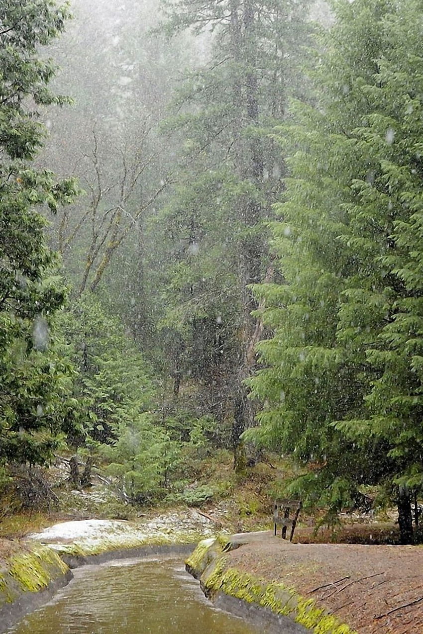 Rain, Wood, River, Bad Weather - Weather iPhone - HD phone wallpaper