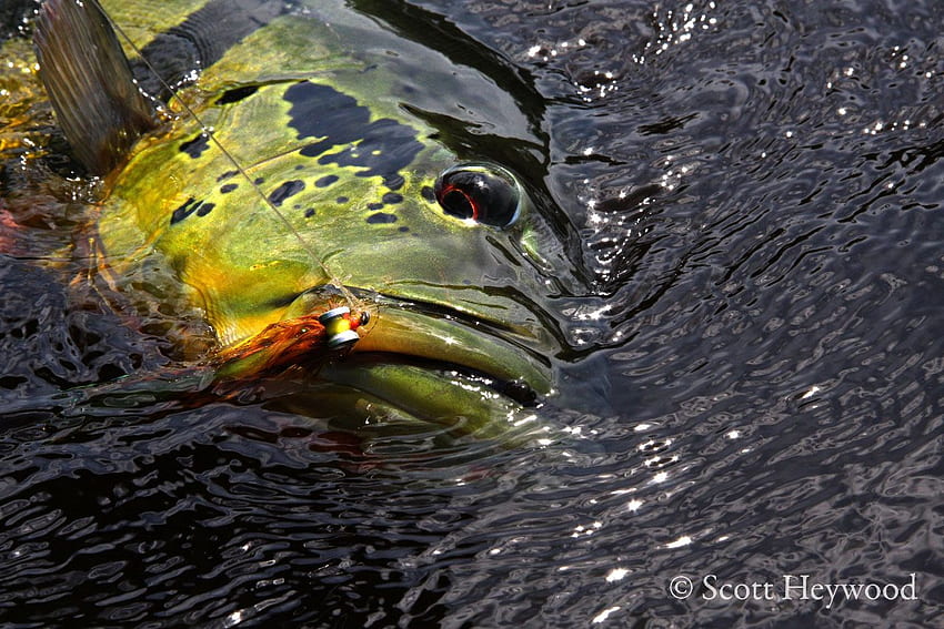 Sunday's Classic / Fly Fishing For Peacock Bass Part 1. Fly Fishing HD wallpaper