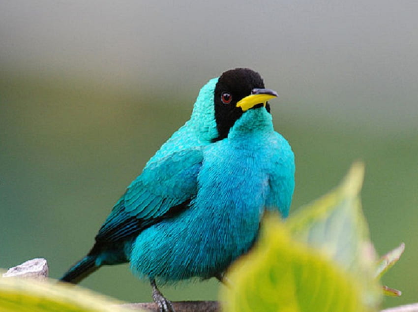 Chlorophanes Spiza, blu, trinidad, piume, uccello Sfondo HD