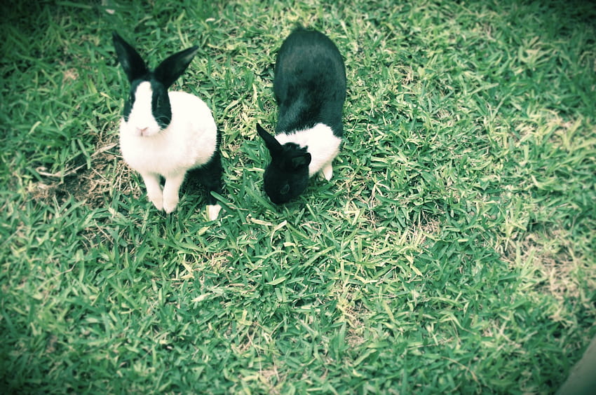 Bunnies black and white rabbits High Quality , High Definition HD