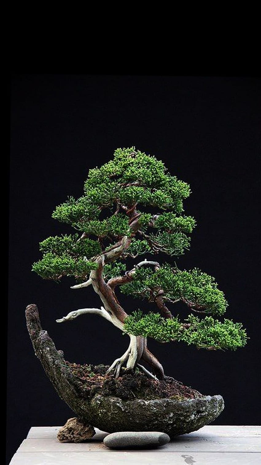 levitating bonsai