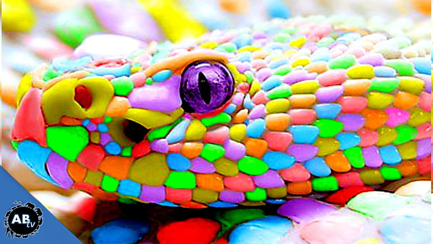 Renkli Dev Yılanlar! SnakeBytesTV Ep. 413 : AnimalBytes TV. Sevimli sürüngenler, Gökkuşağı yılanı, Nadir hayvanlar HD duvar kağıdı