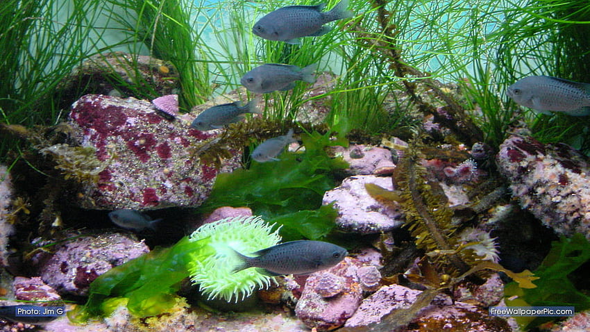 aquarium 3D live, décor d'aquarium, aquarium d'eau douce, biologie marine, aquarium, organisme, sous-marin, récif, poisson, plante aquatique, récif de corail Fond d'écran HD