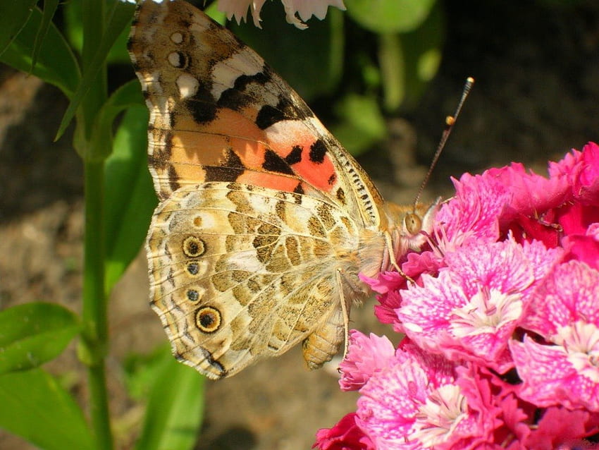 朝の蜜、蝶、庭園、ピンク、植物、昆虫、花 高画質の壁紙