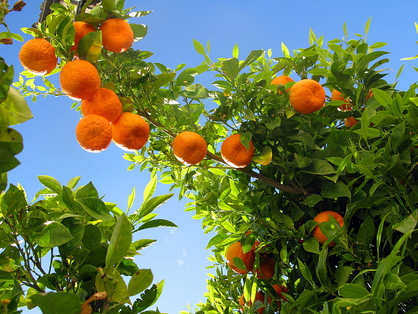 Fruits Tree , Citrus Tree HD wallpaper