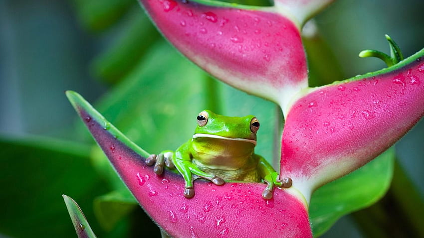 ran vert. Animal , Animals, Tree frogs, Bing Frog HD wallpaper
