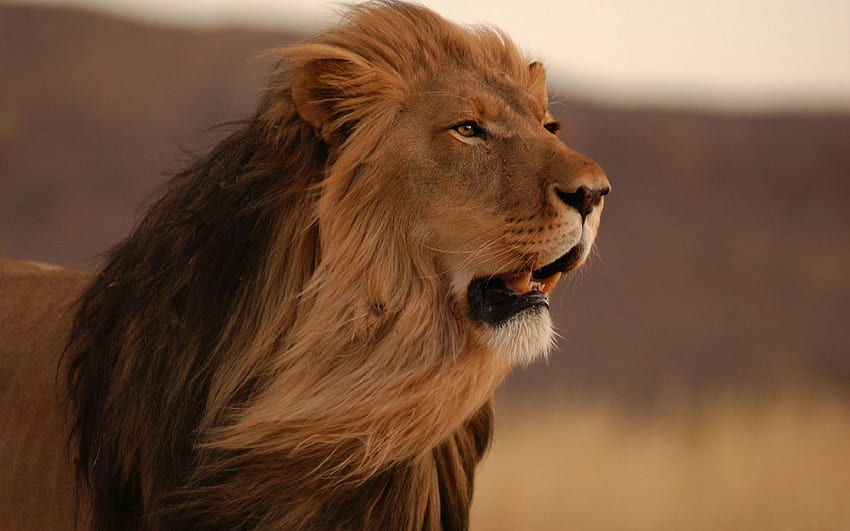 Description The Above Is Male Lion - Lion Doesn T Have To Prove HD wallpaper