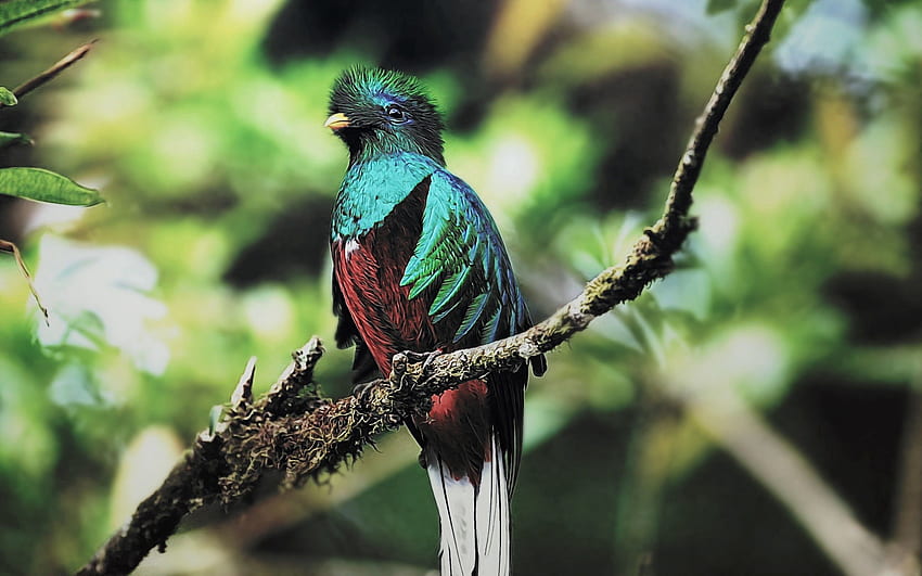 สัตว์ นก นั่ง กิ่งไม้ สี Quetzal วอลล์เปเปอร์ HD