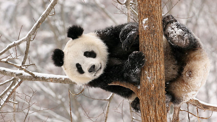 Tiere, Schnee, sitzen, Ast, Panda HD-Hintergrundbild