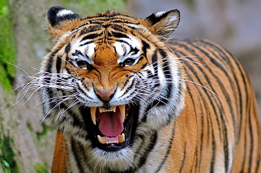 Лице на тигър - Ядосано истинско лице на тигър - - teahub.io, Ревяща глава на тигър HD тапет