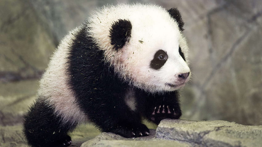 WASHINGTON - The National Zoo says panda cub Bao Bao (bow bow) is growing just as she should be. kvoa.com | Animals - Da Bears | Pinterest | Cubs , ... HD wallpaper