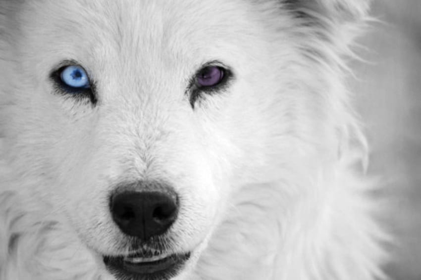 이상한 눈을 가진 흰 늑대, 동물, 흰색, 이상한, 늑대, 눈 HD 월페이퍼