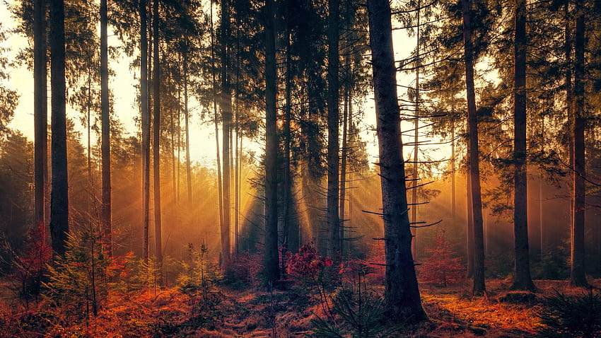 自然, 木, 秋, 森, 霧 高画質の壁紙
