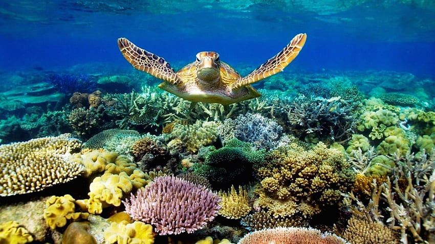 Tartaruga da Grande Barreira de Coral, Cool Coral Reef papel de parede HD