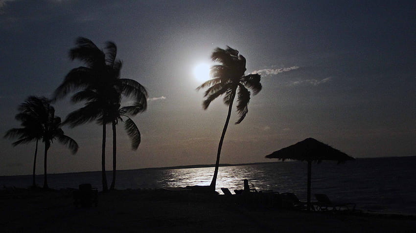 Bahamian Midnight, night, sea, full moon, palm tree, midnight, bahamas, ocean, beach HD wallpaper