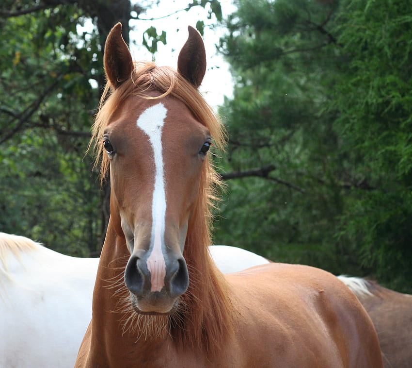 Quarter Horse, cavalli, animali, cavallo americano, stalloni Sfondo HD
