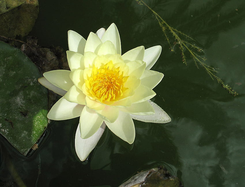 yellow water lilly, water lilly, reflection, yellow, green, beautiful, water HD wallpaper
