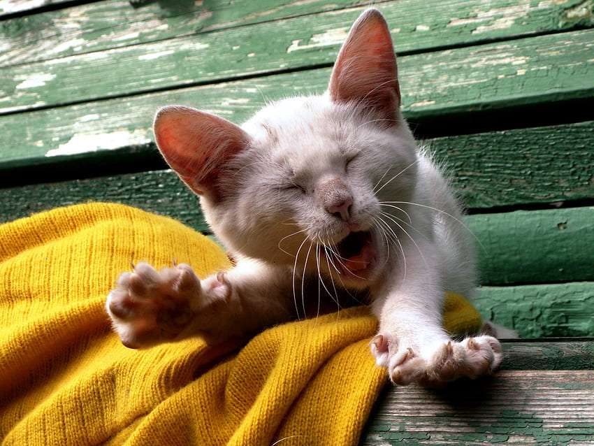 Animals, Cat, Kitty, Kitten, Muzzle, To Yawn, Yawn HD wallpaper