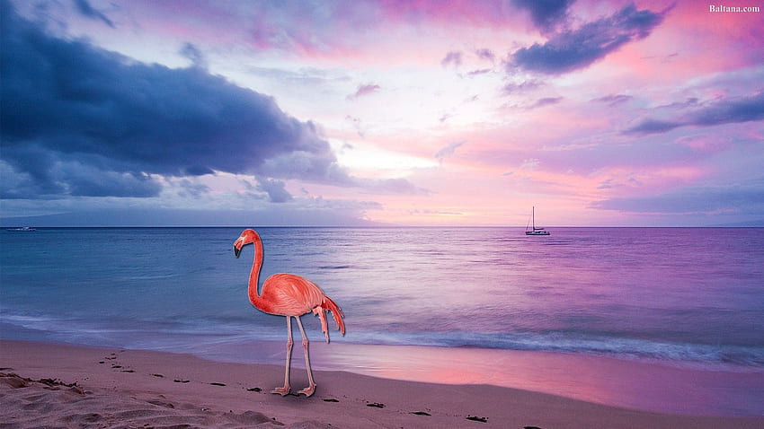 Flamingo - Beach Flowers iPhone HD wallpaper