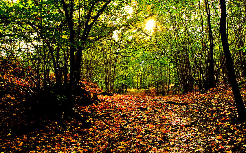 Jesień, promienie, światło słoneczne, kolory, spokojny, piękno, drzewa, słońce, magia, lasy, ścieżka, upadek, dywan z liści, piękny, jesienne liście, trawa, drzewo, droga, dywan, liście, promienie słoneczne, ładny, zielony, jesień kolory, widok, przyroda, niebo, śliczny, las, przepych Tapeta HD
