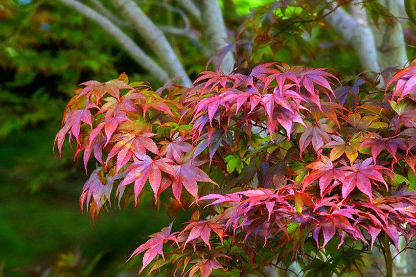 CC6677 Color Page 2: Japanese Orange Pink Nature Maple, Pink Japanese Wave HD wallpaper