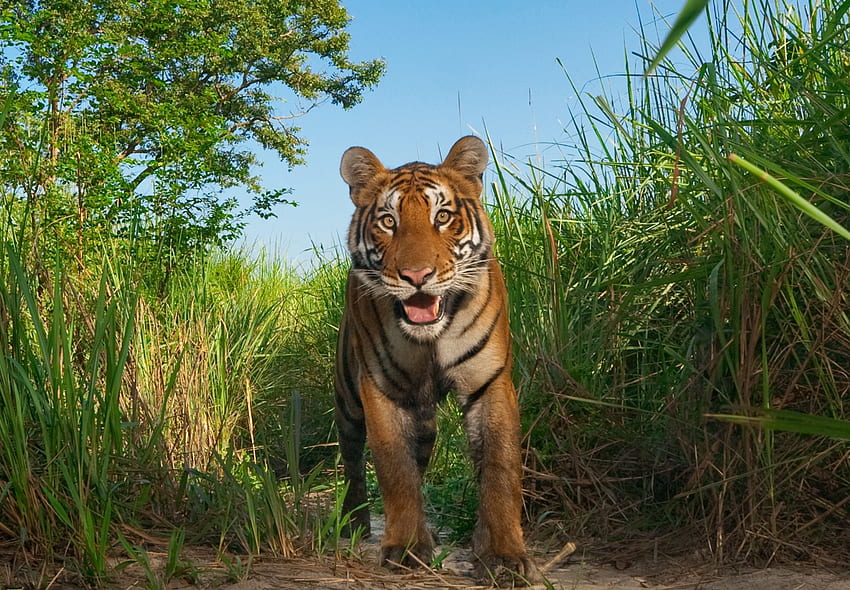Bengal Tiger, animal, tiger, cat, wild, lion, bengal, bd, royal, ambush, sundar bans, bangladesh, mangrove, forest, spotted HD wallpaper