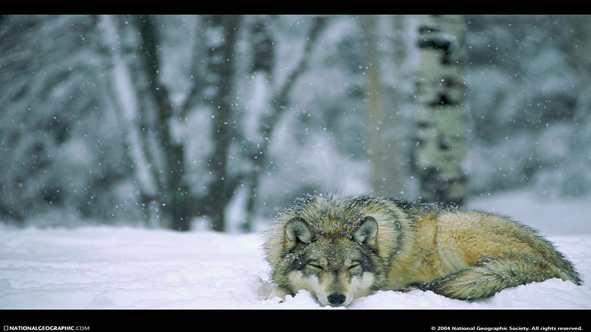 Wolf In Winter Forest Minnesota Usa National Park >>, Arctic Forest HD wallpaper
