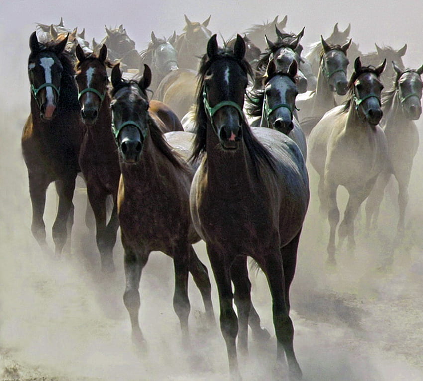 Heading home, gallop, horses, dust, herd HD wallpaper