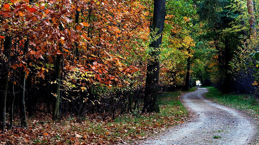 Full road forest ireland autumn, Background, Autumn in Ireland HD wallpaper
