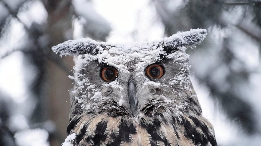 Cute Owl Face in Snowy, Winter Owl HD wallpaper