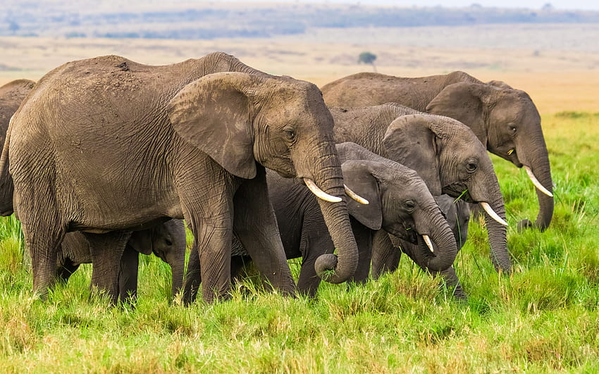 слонове, Африка, семейство слонове, стадо слонове, дива природа, зелена трева HD тапет