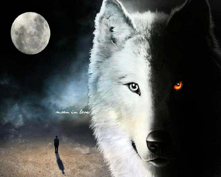Черен и бял вълк, готин бял вълк HD тапет
