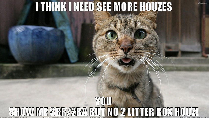 Cat meme quote funny 유머 grumpy (91) . . 355180. UP, 재미있는 고양이 밈 HD 월페이퍼