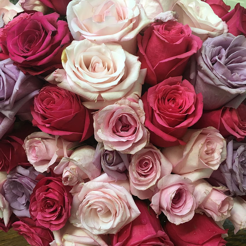 Цветя, Рози, Многоцветни, Пъстри, Букет HD тапет за телефон