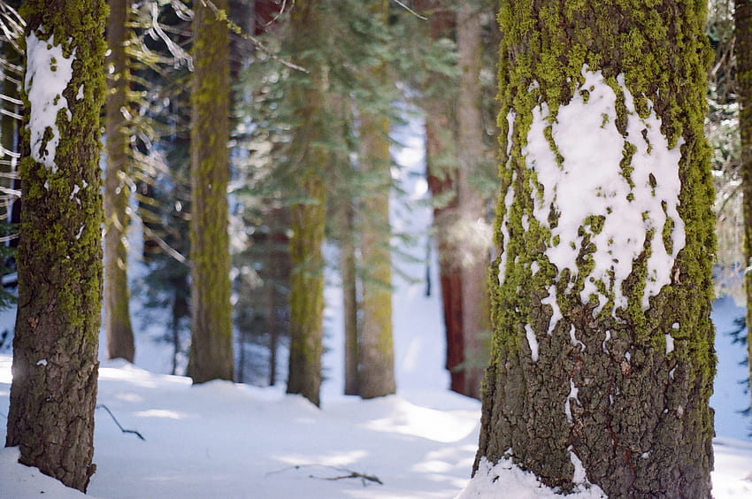 Природа, сняг, дърво, дърво, мъх, кора HD тапет