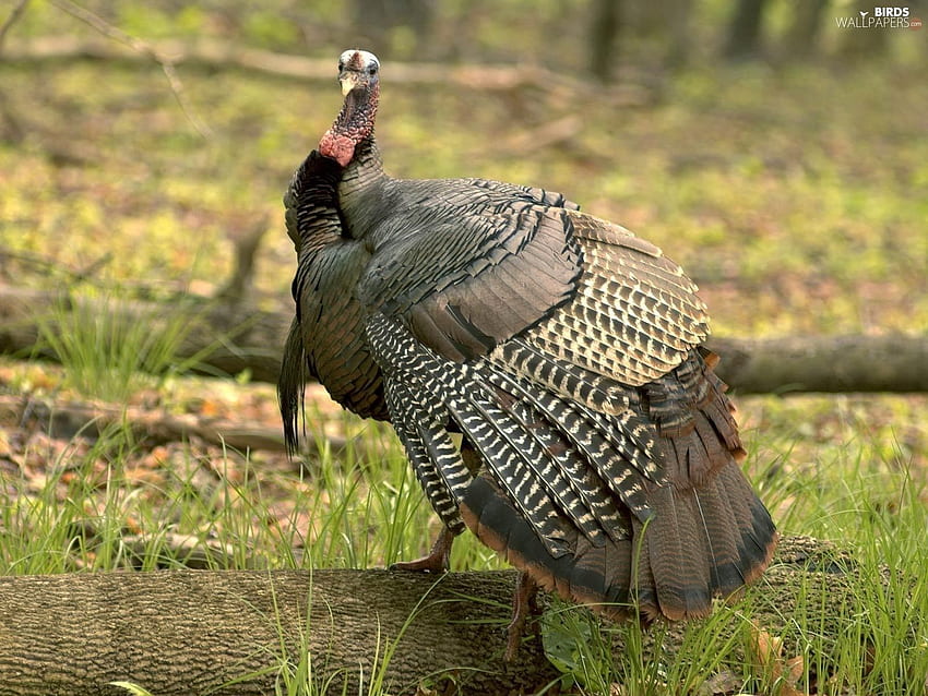 Fan Tail Shaped Turkey. Birds, Crazy Turkey HD wallpaper