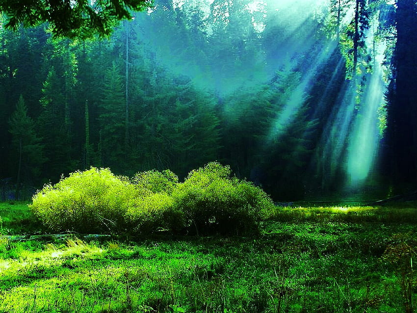 セコイアの太陽光線、光線、セコイアの木、日光、緑 高画質の壁紙