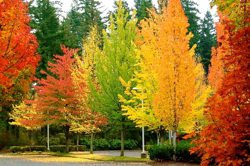 ใบไม้และต้นไม้หลากสี ใบไม้ ต้นไม้ ธรรมชาติ ป่าไม้ สีสัน วอลล์เปเปอร์ HD