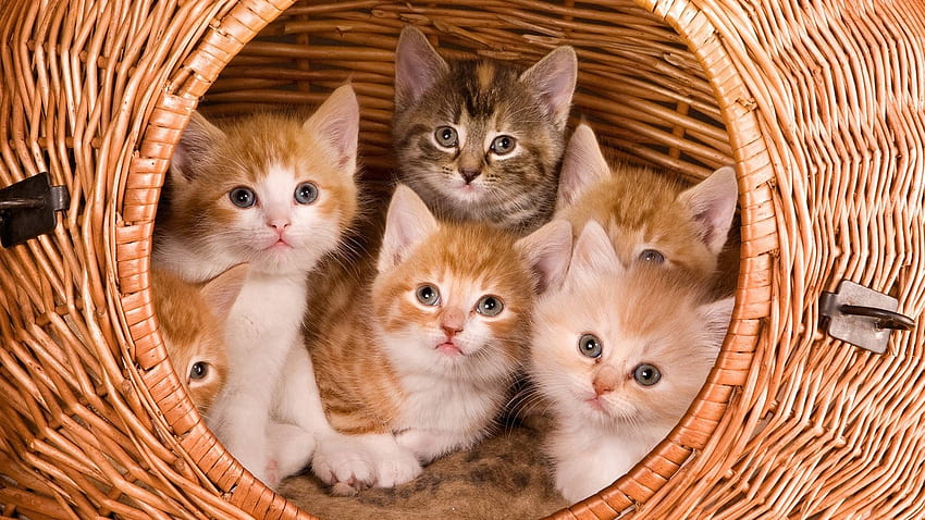 Kittens, cat, orange, kitten, basket, pisici, cute HD wallpaper