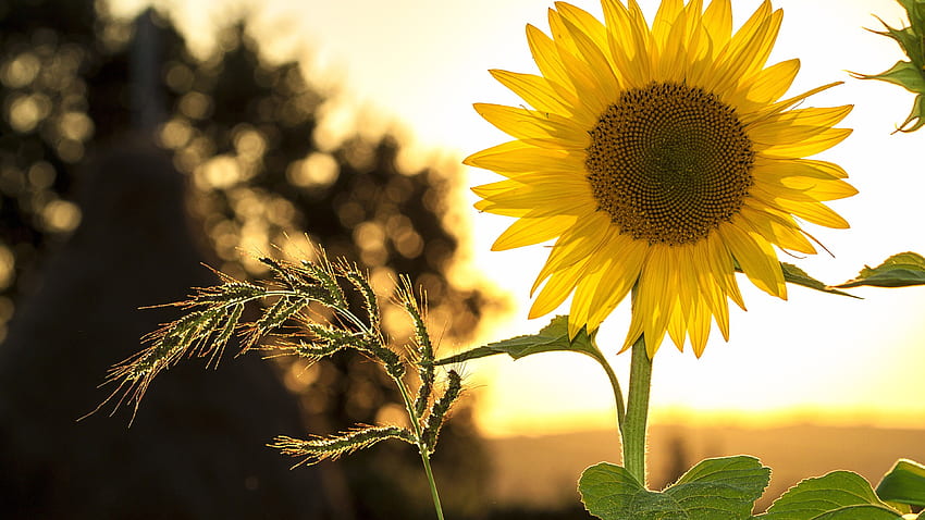 Un solo girasol a la luz del atardecer fondo de pantalla | Pxfuel