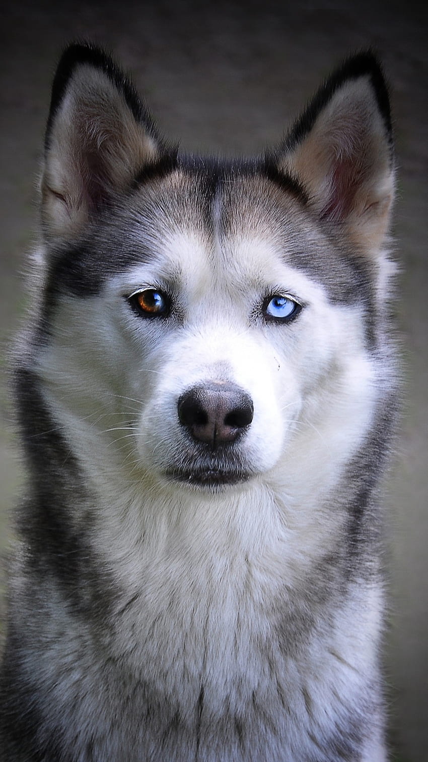 Cão Husky, animal de estimação Husky Papel de parede de celular HD